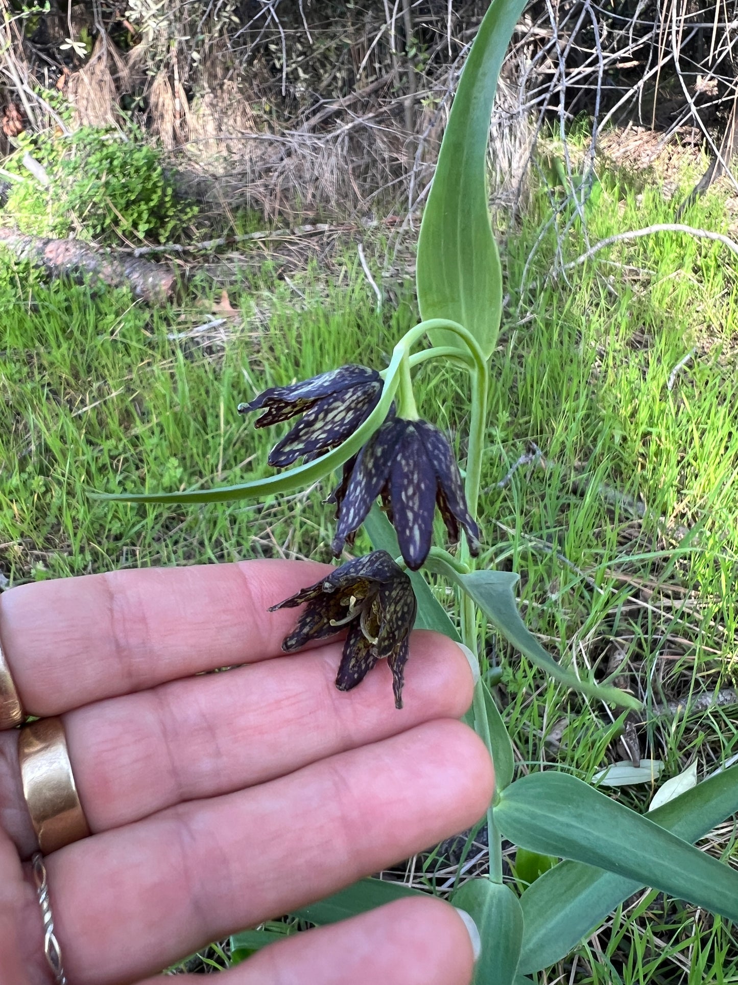 Chocolate Lily- Sun-Infused Flower Essence – Emotional renewal | Grounding