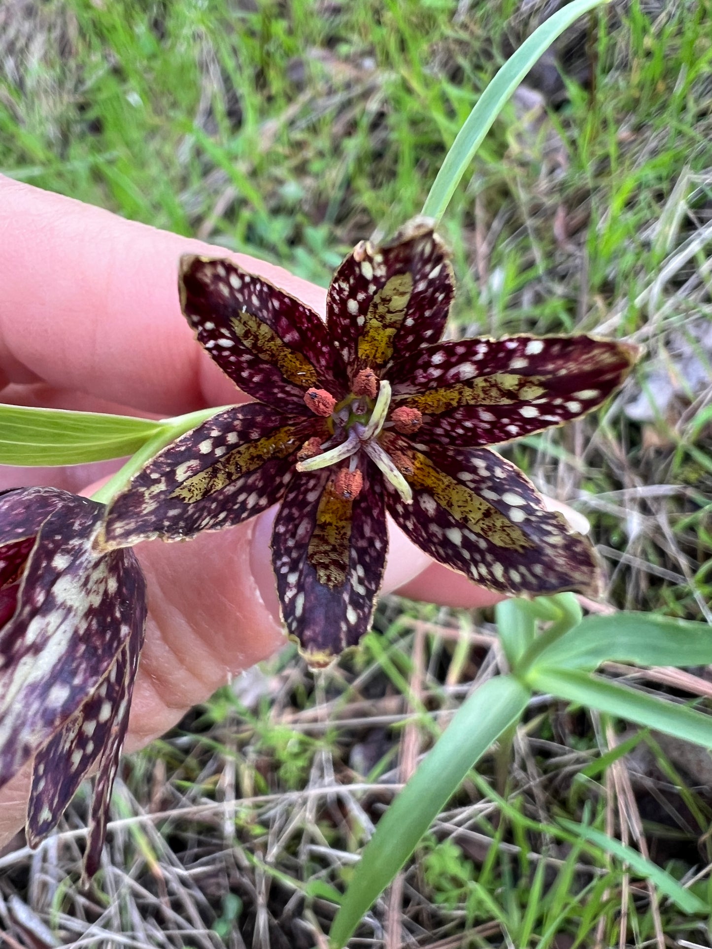 Chocolate Lily- Sun-Infused Flower Essence – Emotional renewal | Grounding