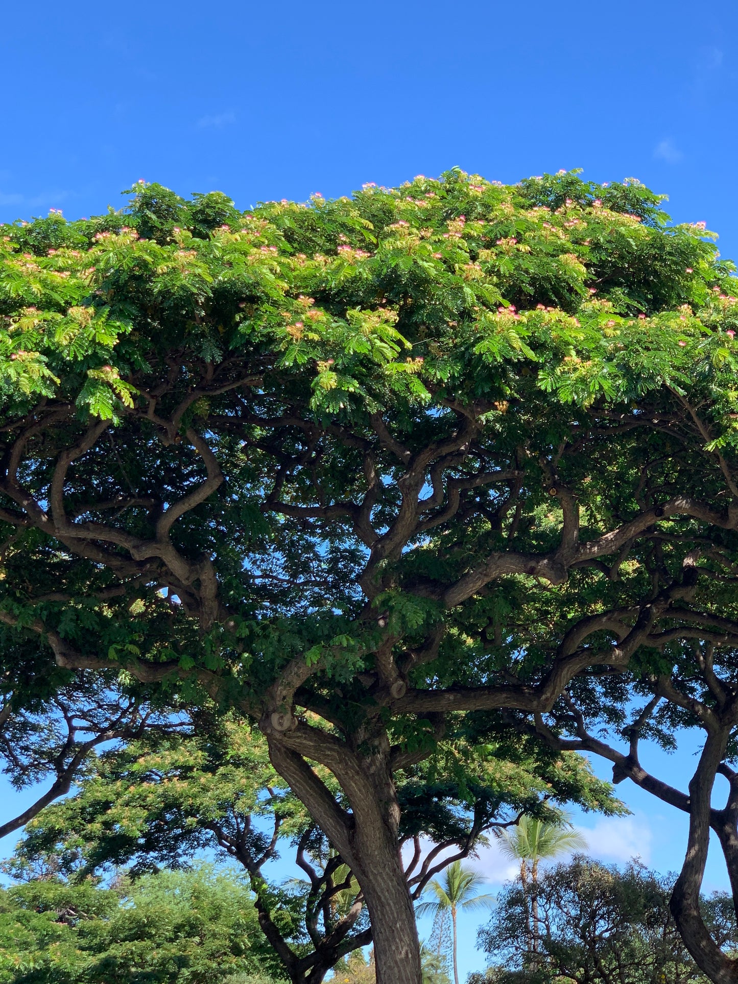 Albizia  🌸🥰 The Happy Tree 🌳