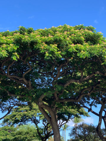 Albizia  🌸🥰 The Happy Tree 🌳